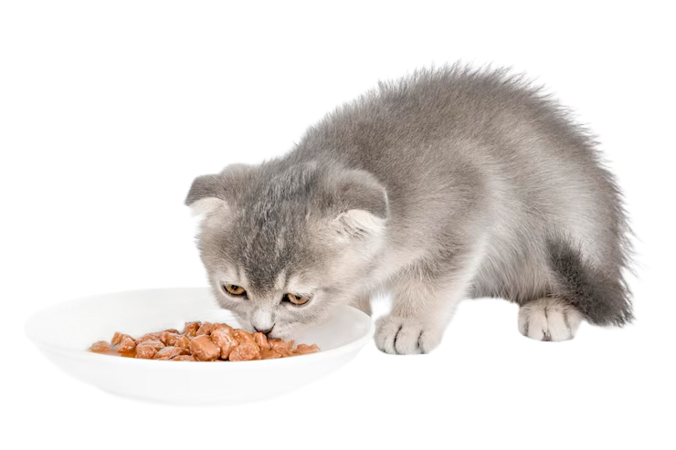 котёнок кушает.png