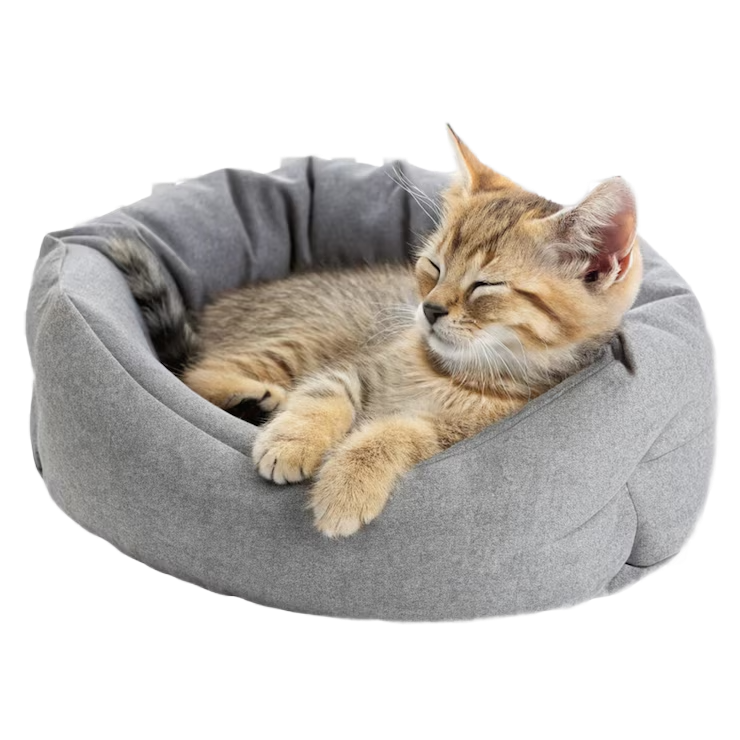 котёнок кушает.png